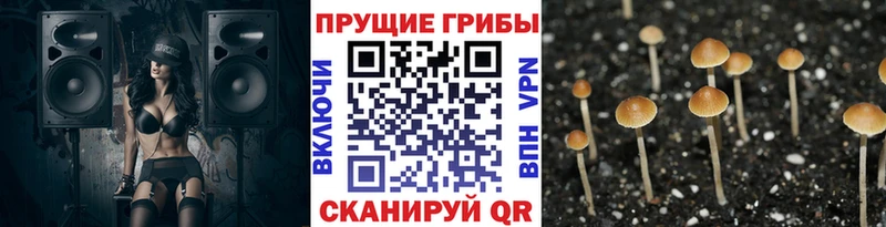 Купить  Славянск-на-Кубани  Галлюциногенные грибы Cubensis 